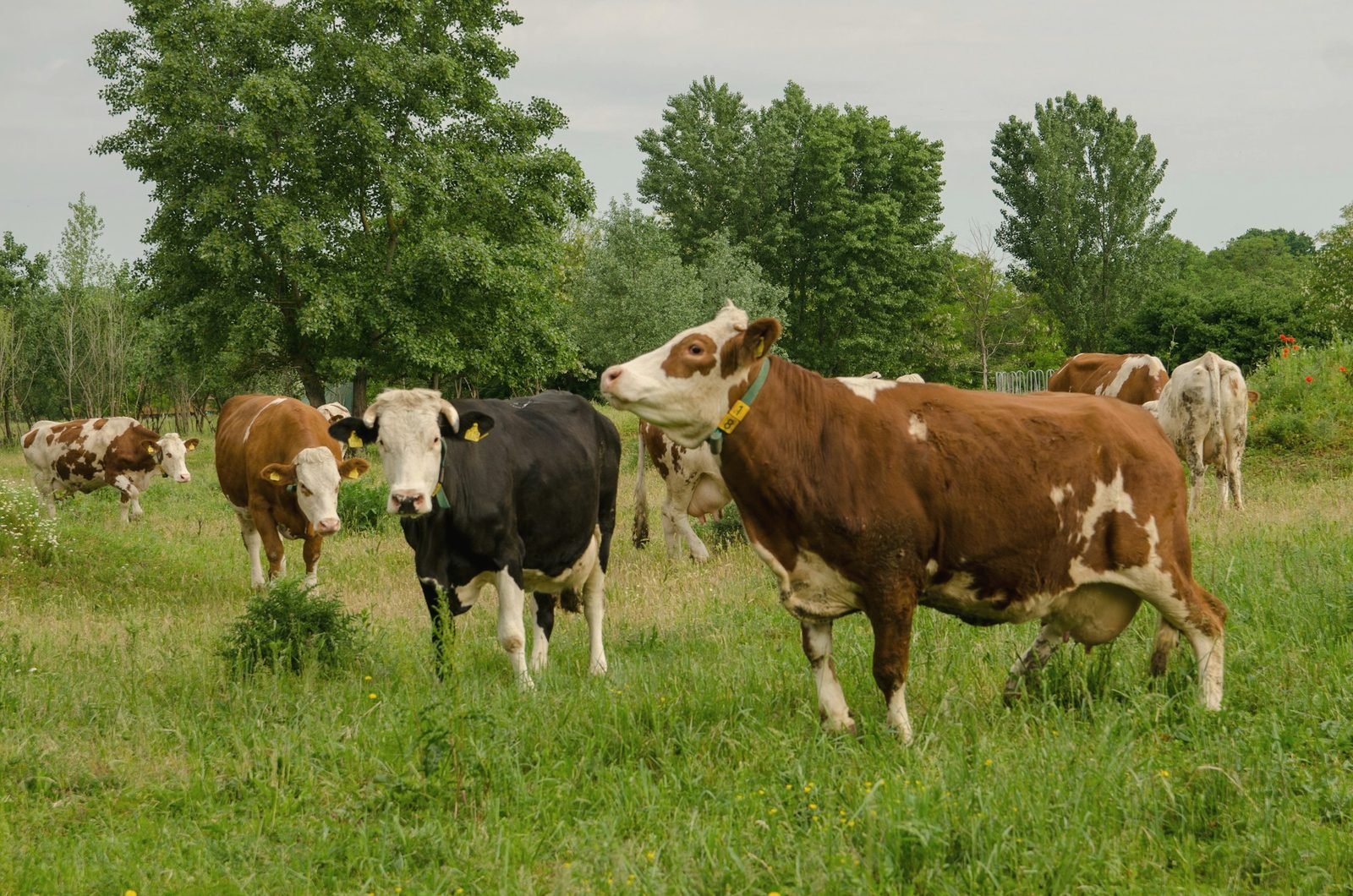 Mixed-breed beef cows grazing in a green pasture with oak trees behind